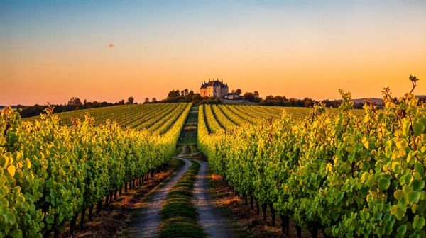 Top 5 activités oenotouristiques pour un week-end en Bourgogne